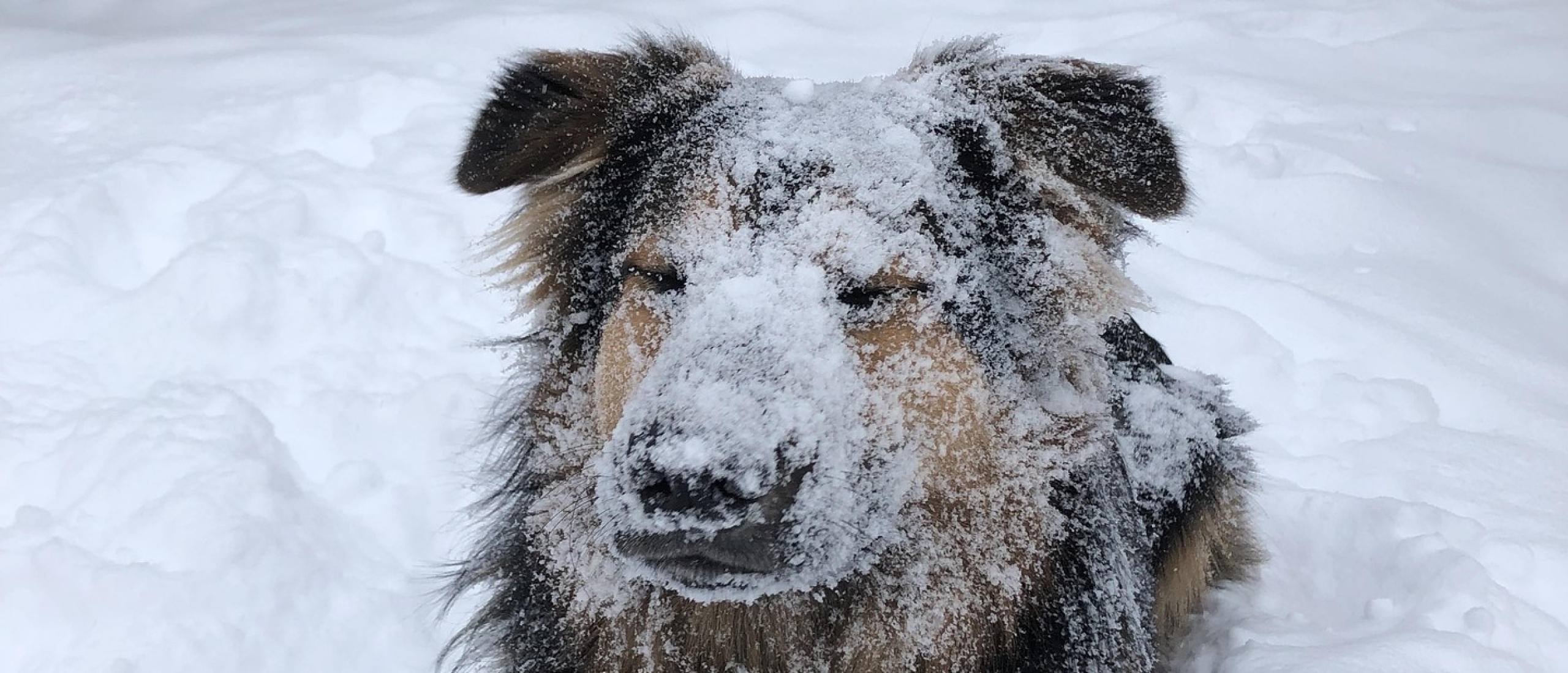 Hond in de winter -Ontdek tips en ideeën voor jouw hond!