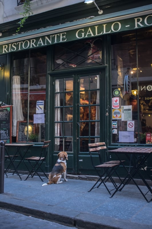 hond-meenemen-naar-restaurant