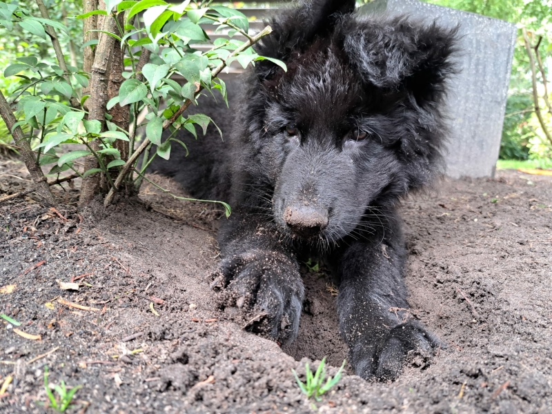 hond-snuffelt