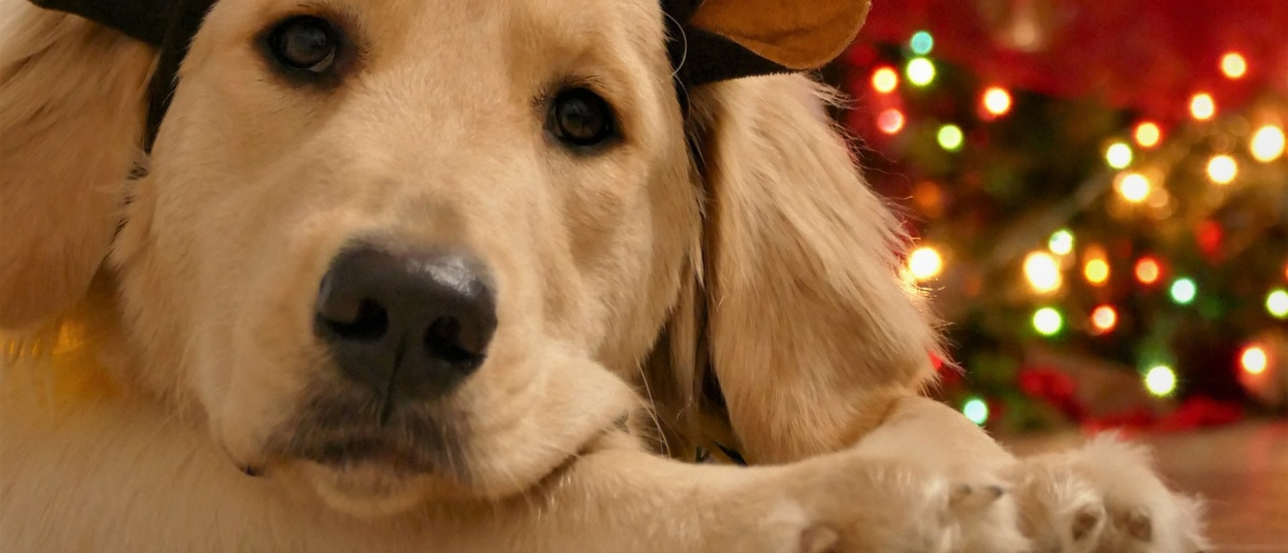 Honden en de feestdagen, 13 tips en aandachtspunten