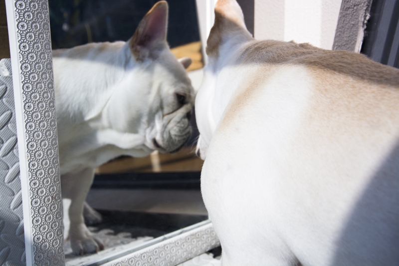 honden-houden-ons-een-spiegel-voor-bulldog