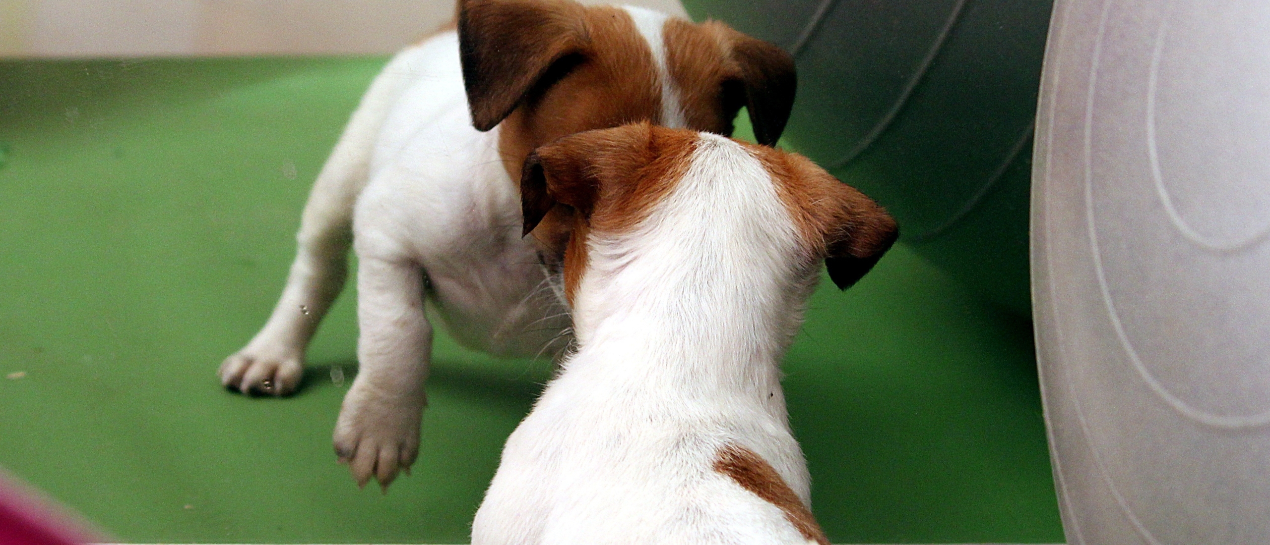 honden-houden-ons-een-spiegel-voor-wat-kan-je-leren-van-jouw-hond