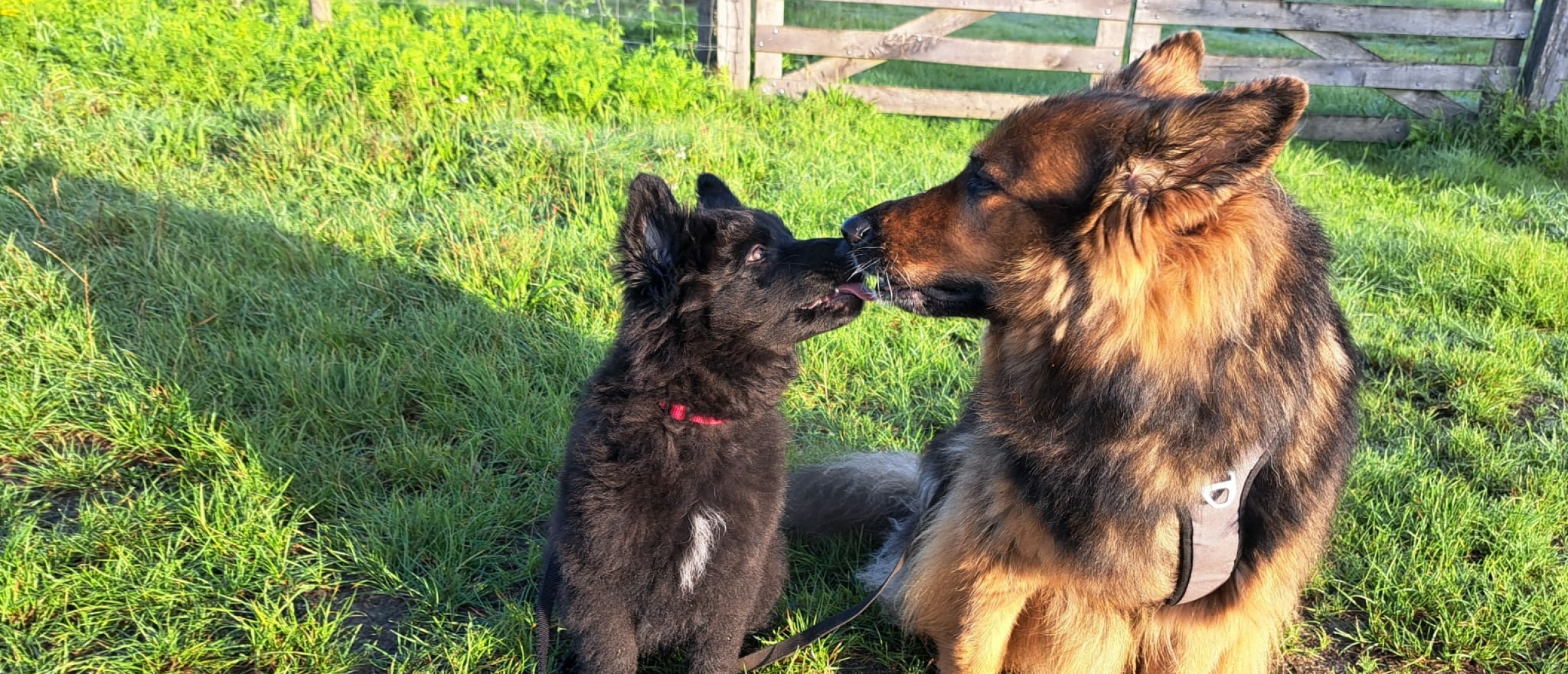 honden-snuffelen