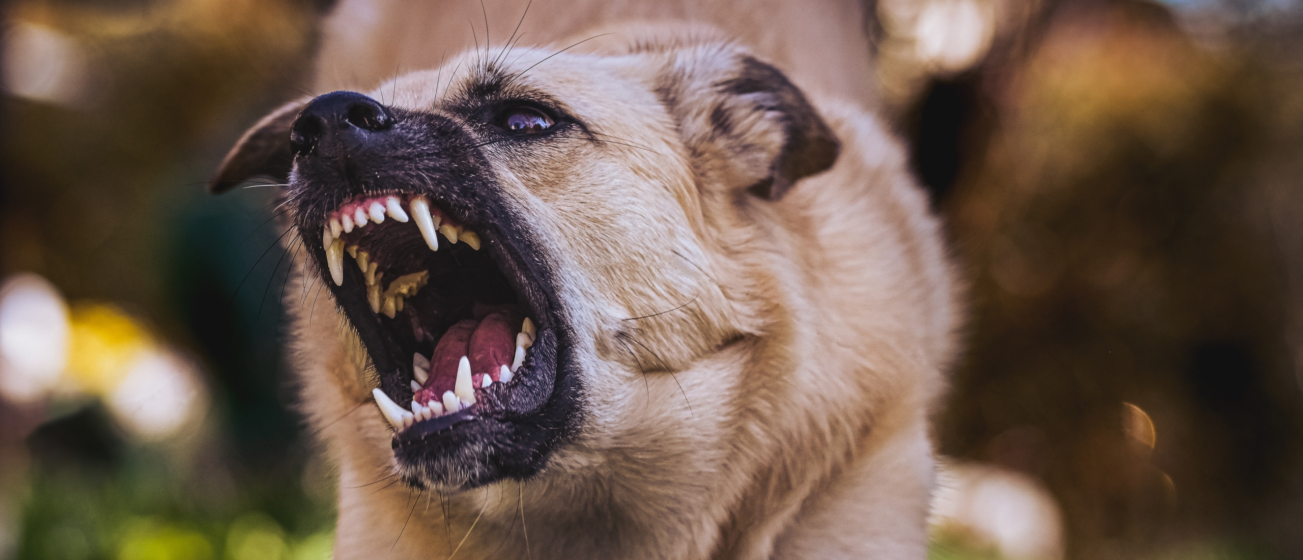 Wat moet ik doen als mijn hond agressief gedrag vertoont?