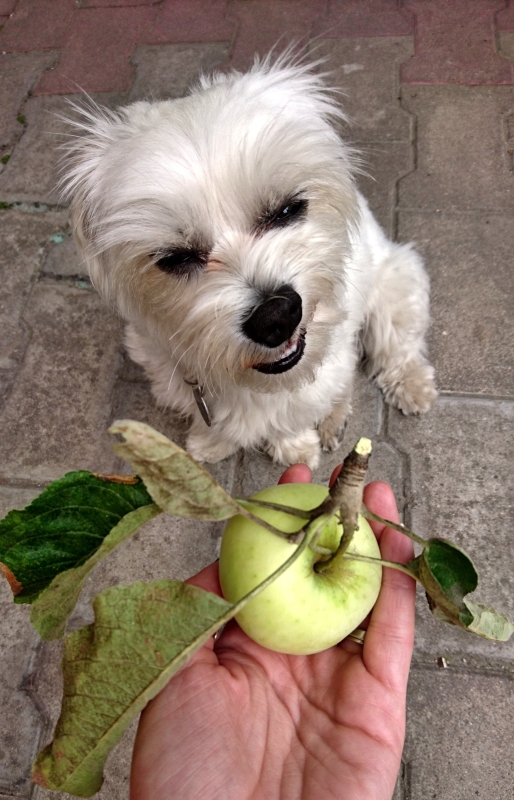 kan-mijn-hond-fruit-eten