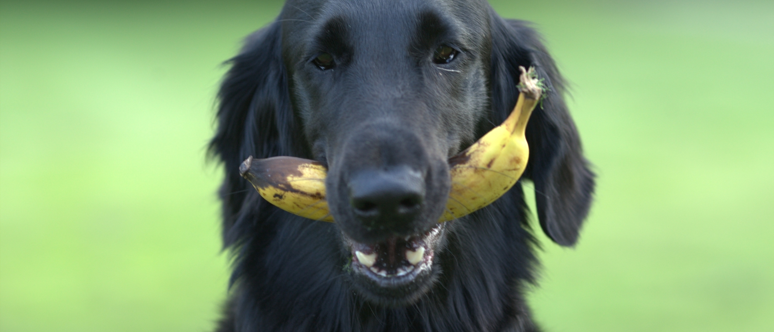 kan-mijn-hond-fruit-eten-banaan