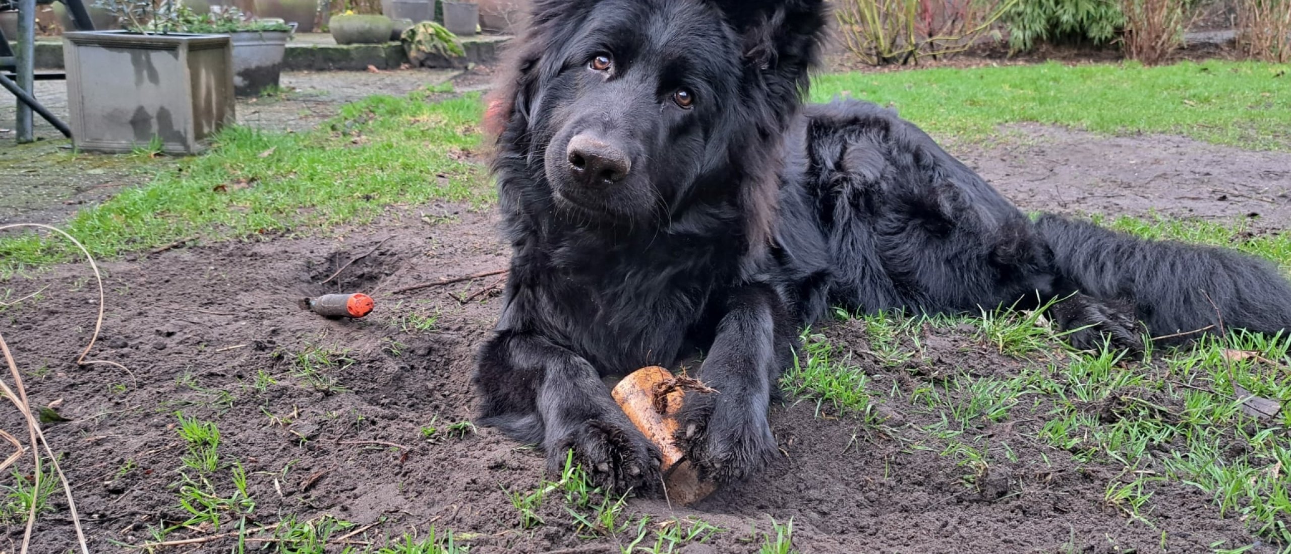 Hoe kan ik voorkomen dat mijn hond aan zijn poten likt?