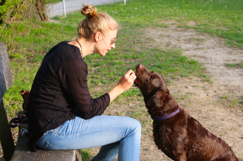 positieve-bekrachtiging-bij-een-hond-aandacht