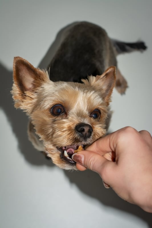 positieve-bekrachtiging-bij-een-hond-belonen