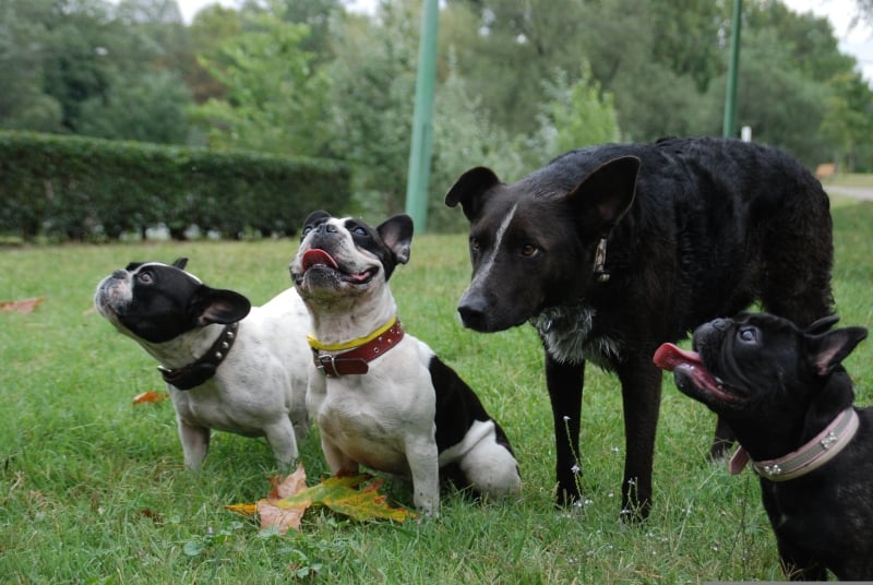 positieve-bekrachtiging-bij-honden