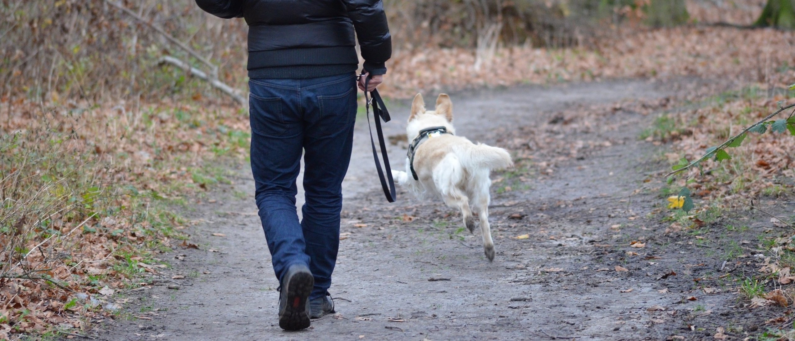 trainen-van-een-gehoorzame-hond