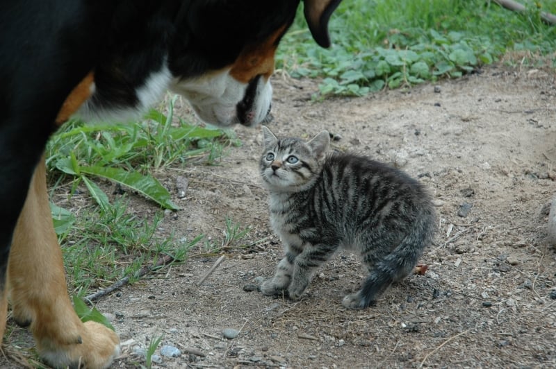 wat-moet-je-doen-als-puppy-bang-is-voor-katten