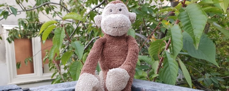 Is this monkey bugging you?