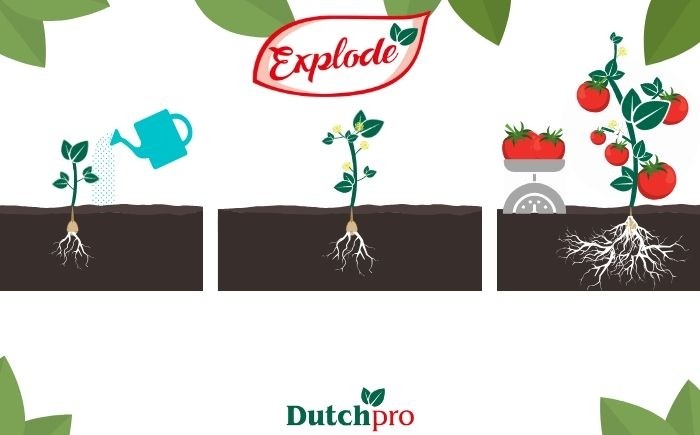 Explode Dutchpro Nutrients