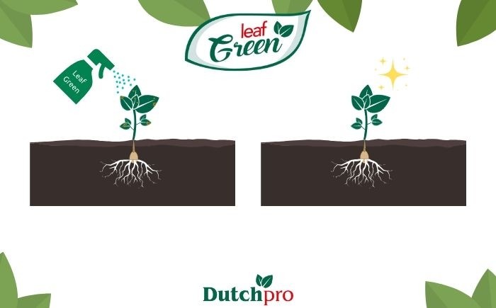 Leaf Green Dutchpro Nutrients