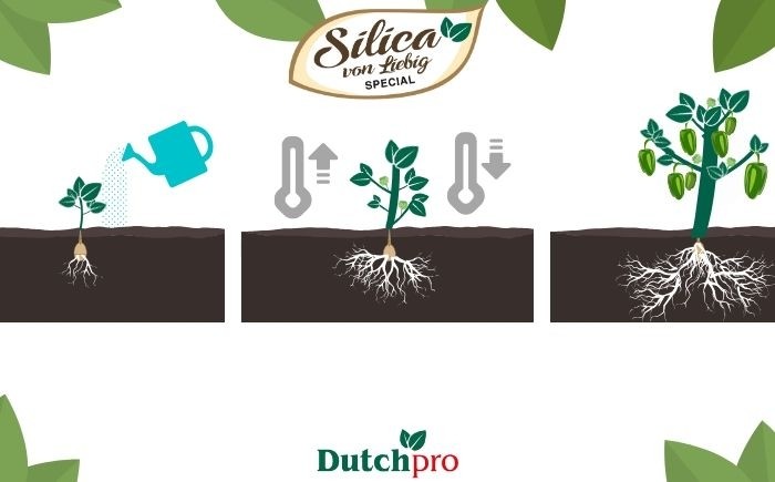 Silica Dutchpro Nutrients