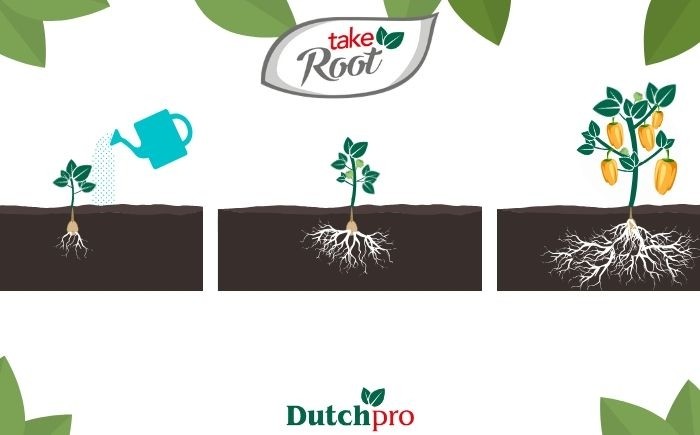 Take Root Dutchpro Nutrients