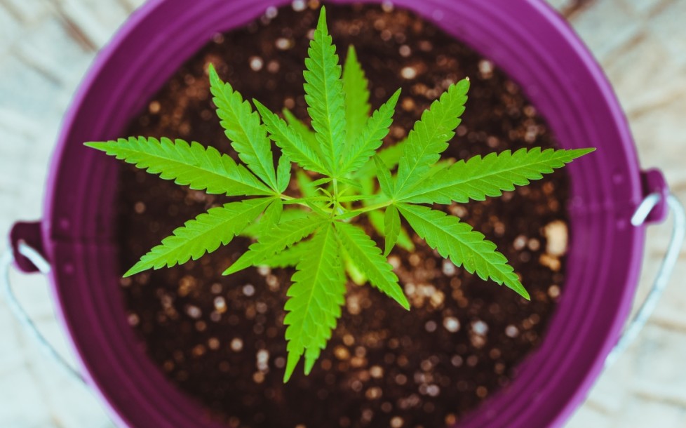 How Often Should I Water My Legal Medical Cannabis Plants