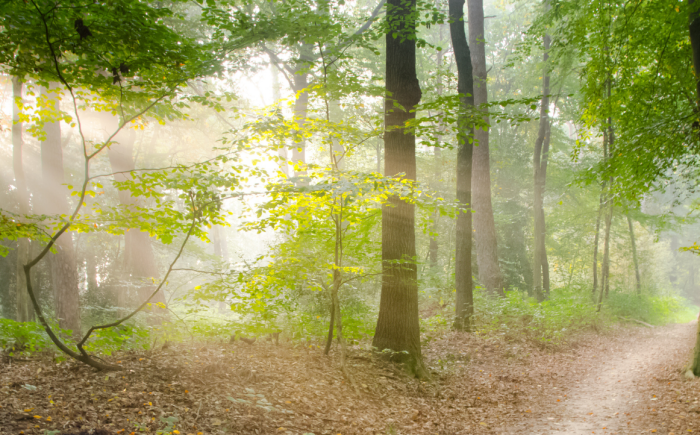 Altijd maar doorgaan? Door de bomen het licht zien