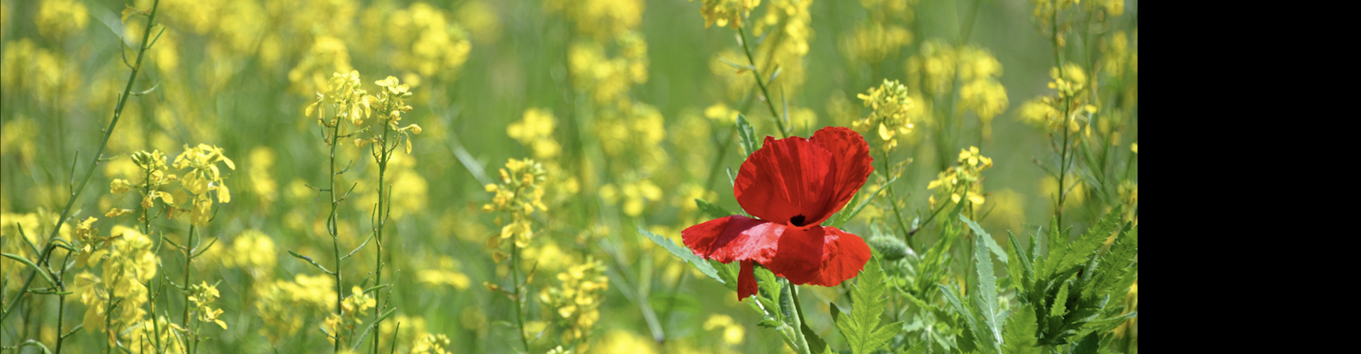 rode bloem tussen gele bloemen