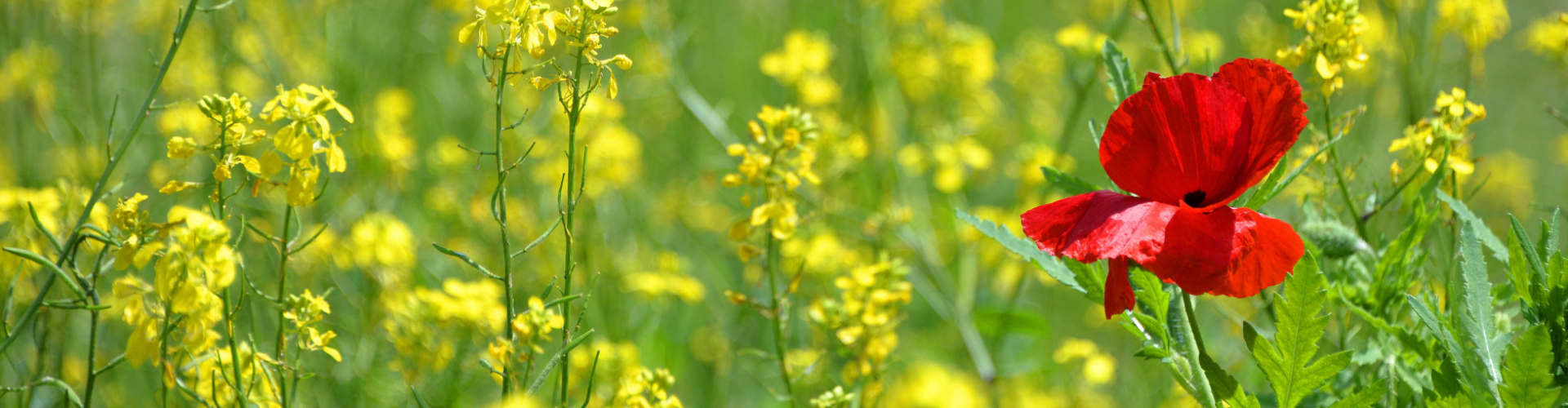 Rode bloem tussen gele bloem