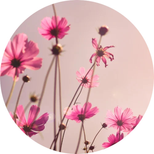 Internal Family Systems Alkmaar - voor mensen uit Alkmaar