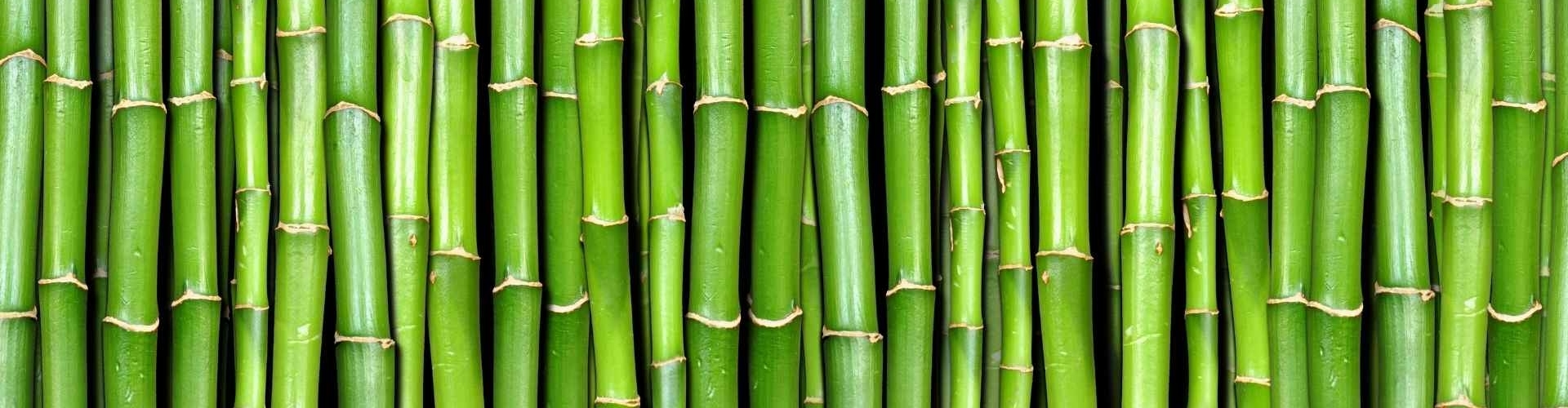 bamboe producten kopen