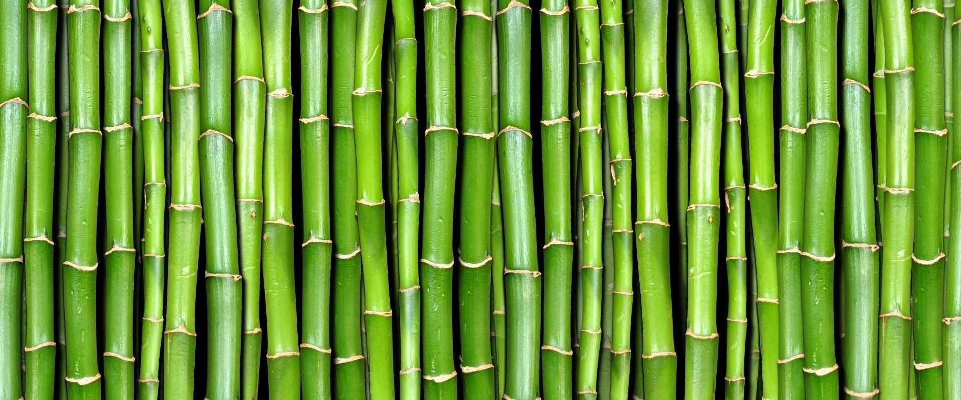 Waarom is bamboe populair?