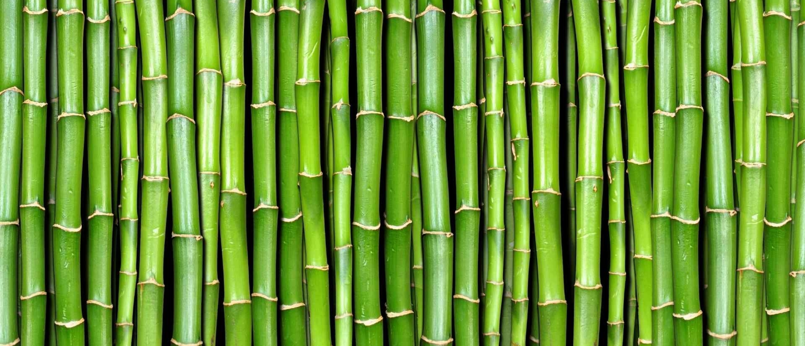 bamboe producten kopen