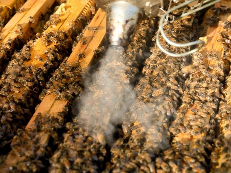 bijen houden