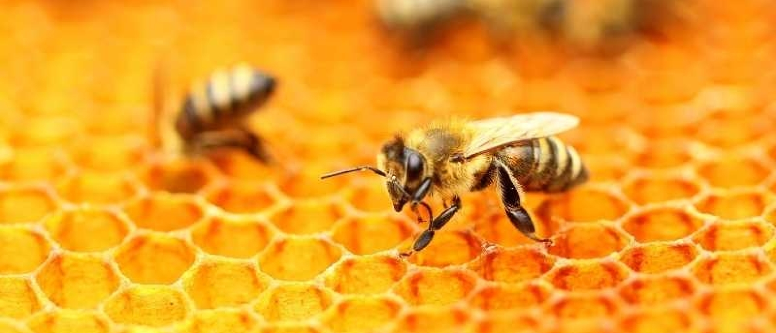 Bijen weetjes: interessante feiten over deze belangrijke insecten