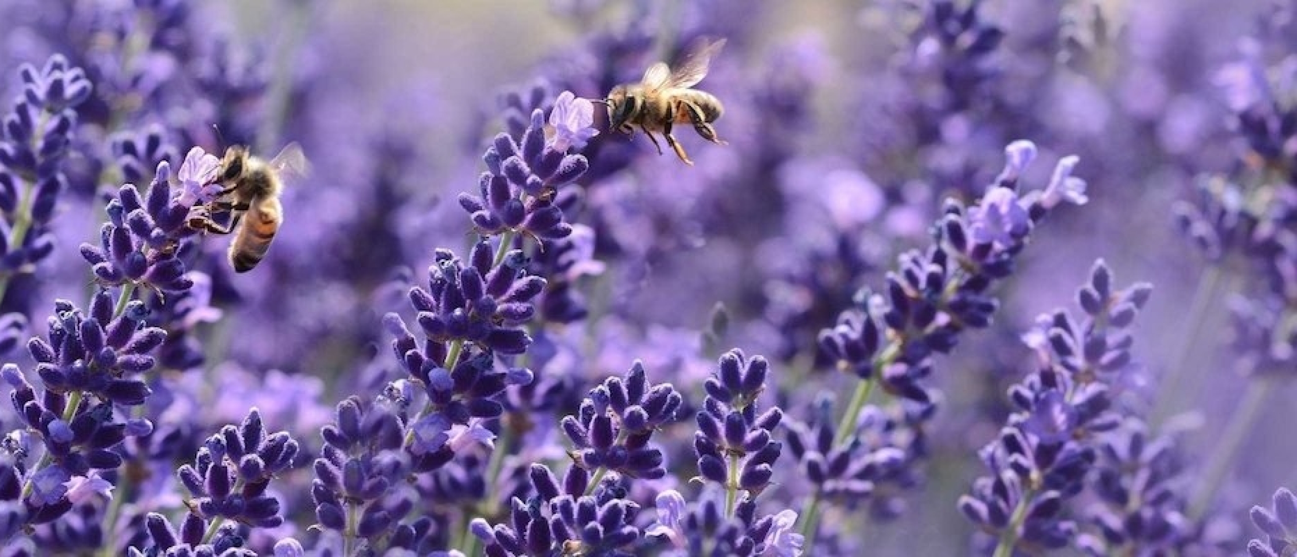 Bijen in Nederland