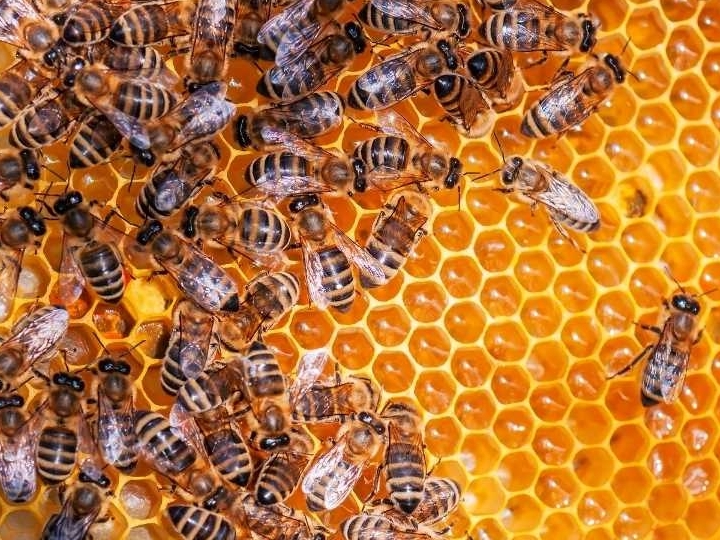 Bijen inNederland
