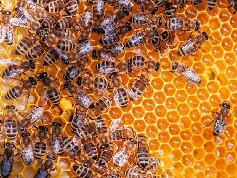 Bijen inNederland