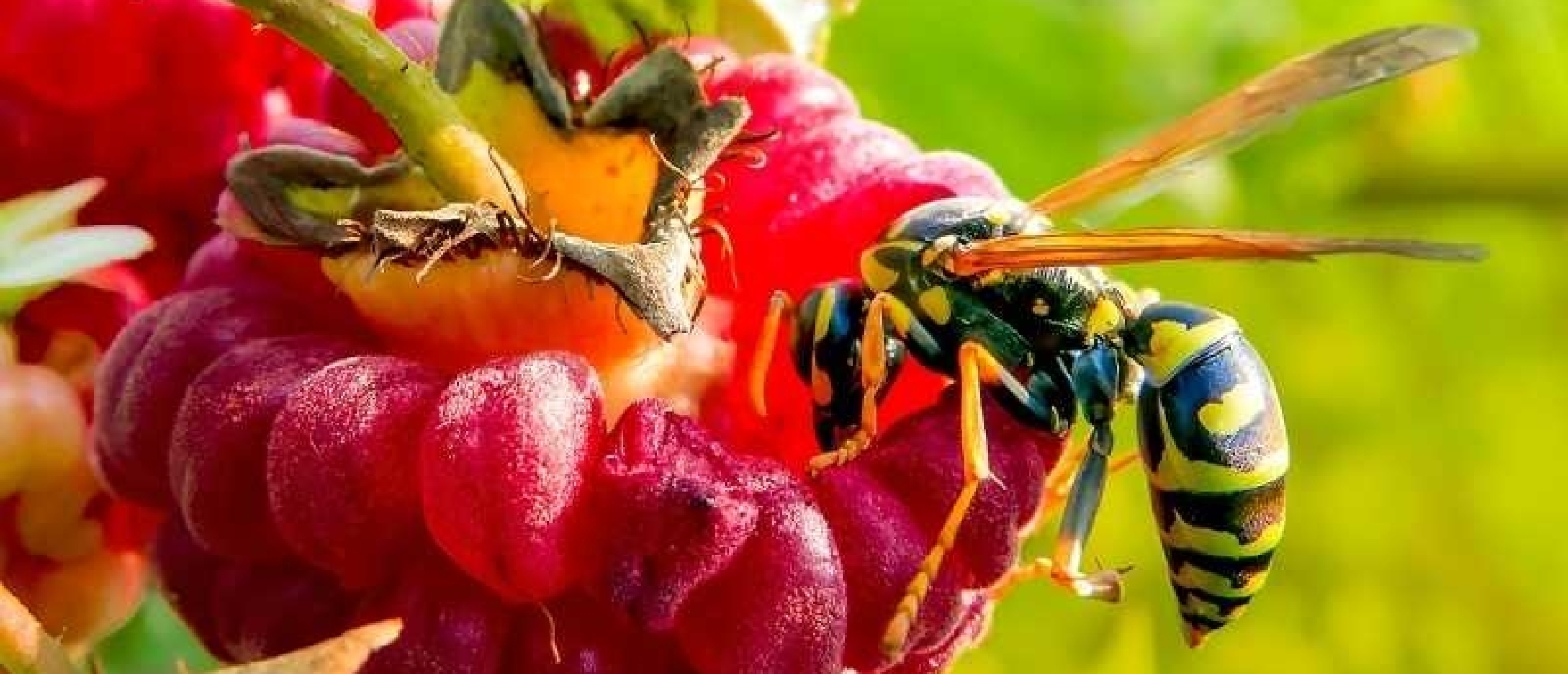 Bloemen voor bijen: welke soorten zijn het meest geschikt?