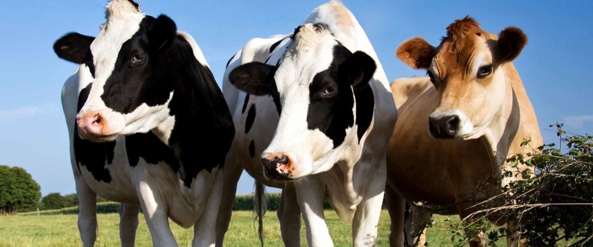 Grutto vlees bij de boer kopen Grutto vlees bij de boer kopen