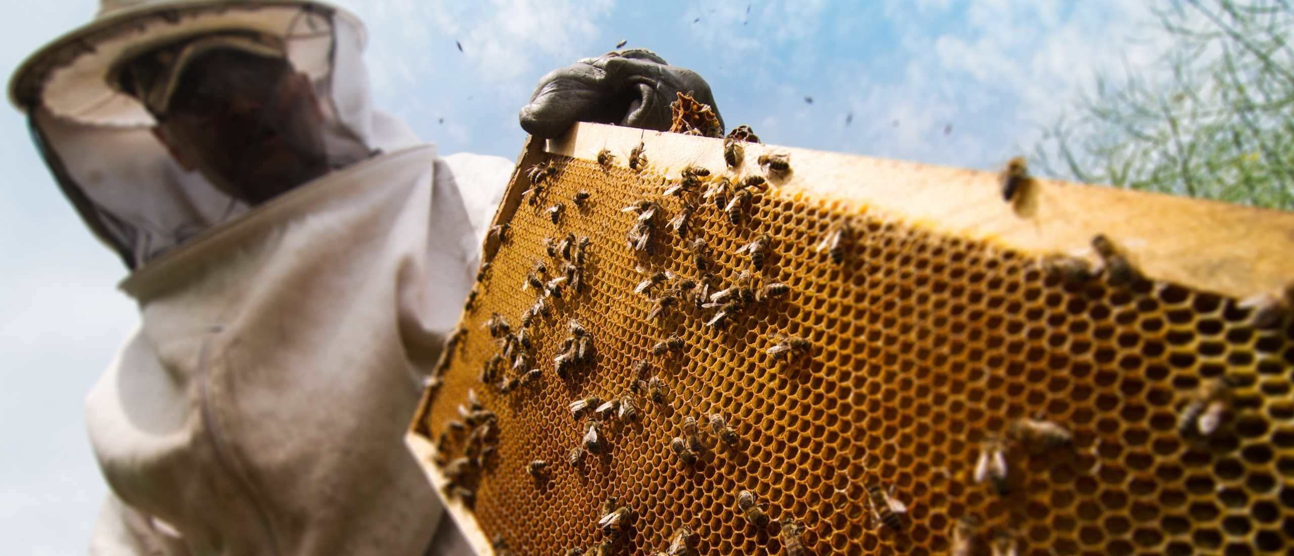 Imker en bijen: alles wat je moet weten over bijenhouden