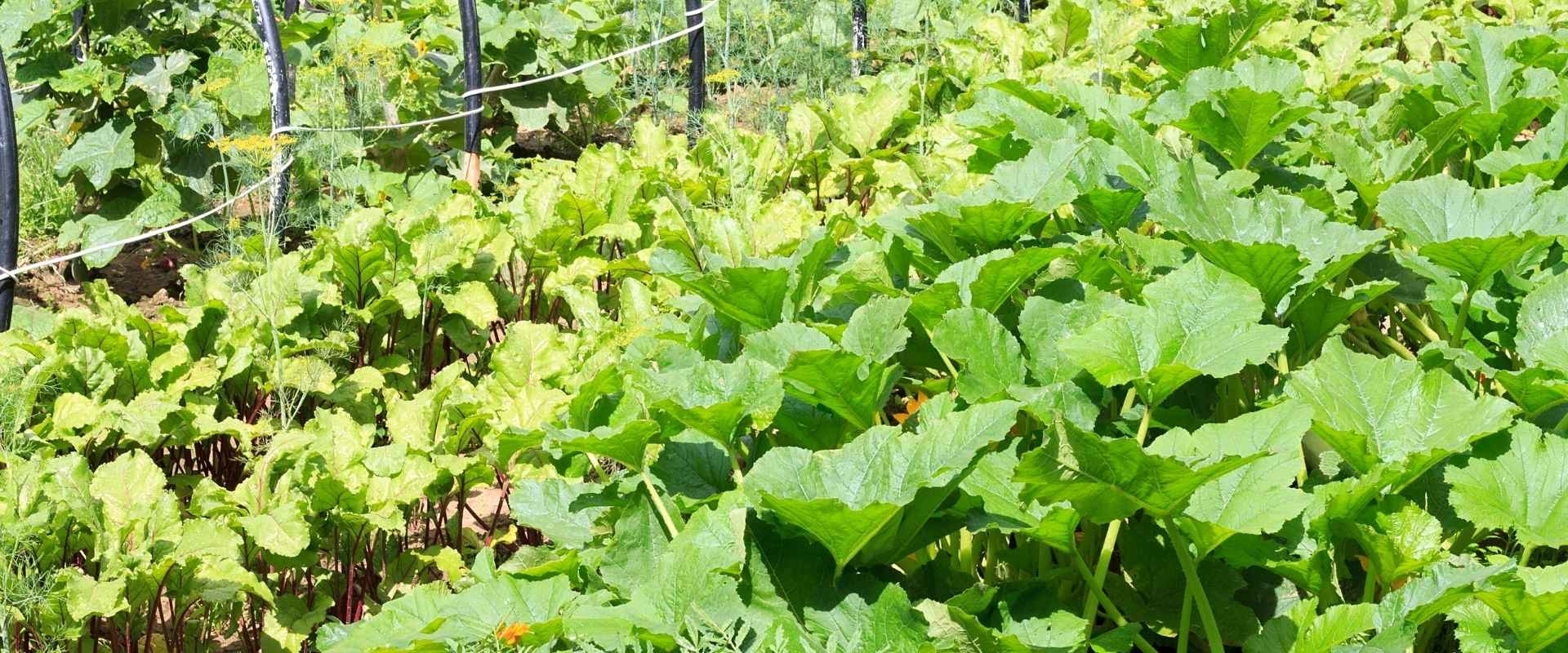 Moestuin Leyduin in Vogelenzang