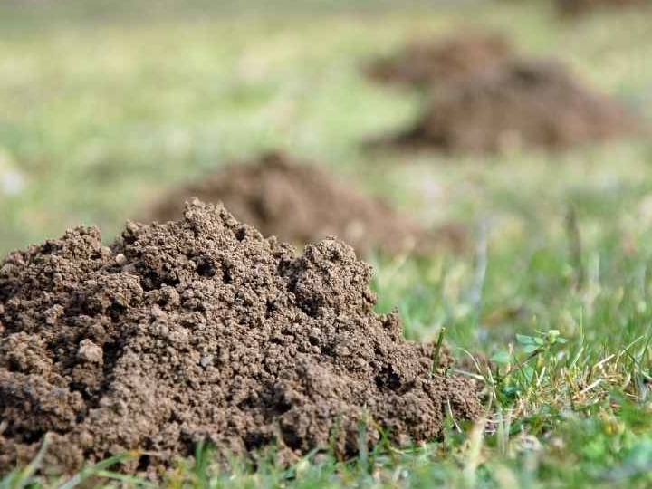 mollen in het gras