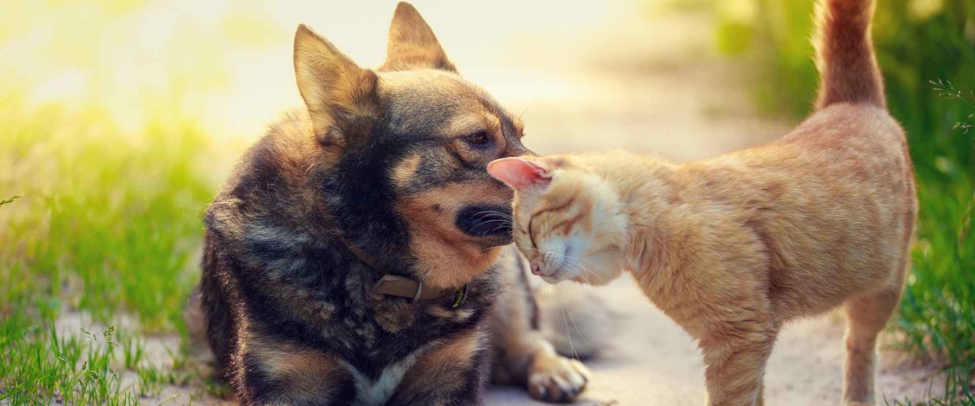 Natuurlijk middel tegen vlooien bij honden