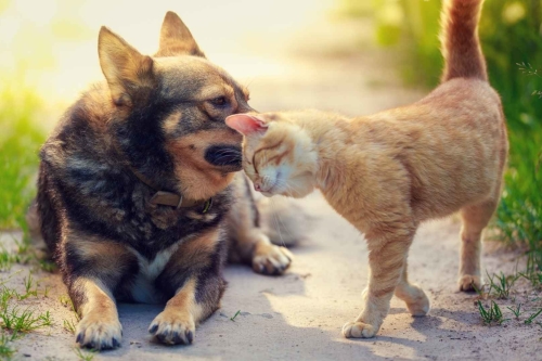 natuurlijke-middel-tegen-vlooien-bij-honden
