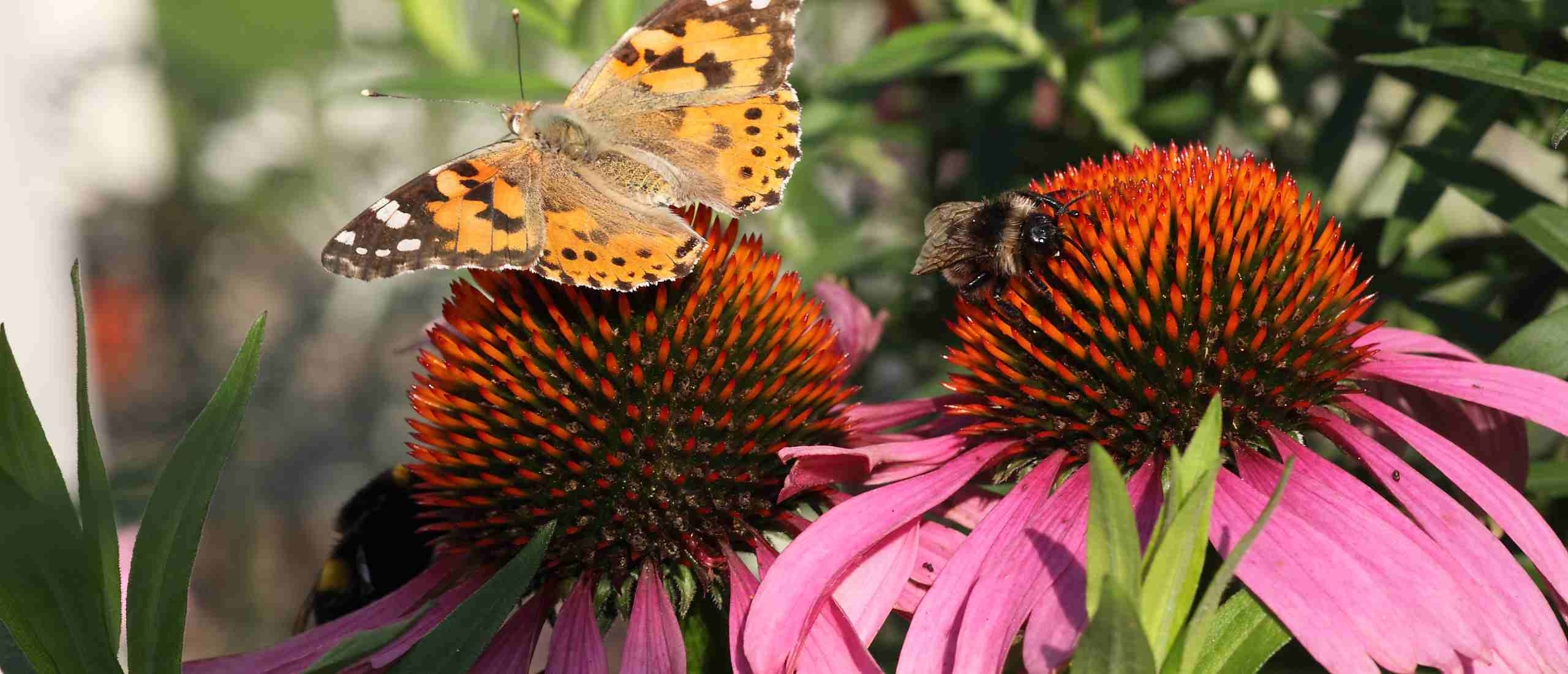 Planten voor bijen en vlinders: Tips voor een bij- en vlindervriendelijke tuin