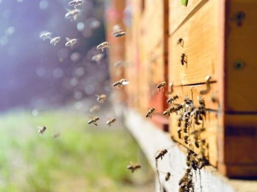 Starten met bijen houden | Zelf bijen houden hoe doe je dat?