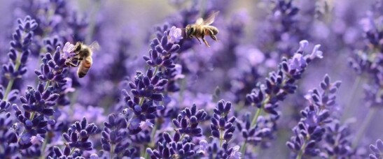 Starten met bijen houden | Zelf bijen houden hoe doe je dat?