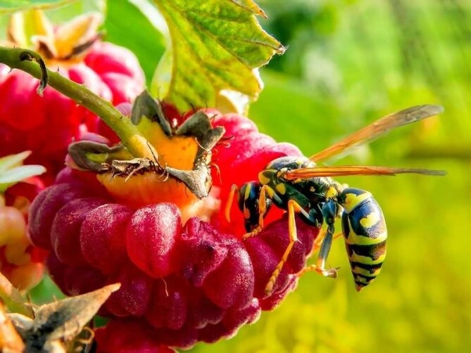 Starten met bijen houden | Zelf bijen houden hoe doe je dat?