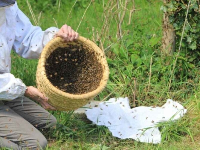 Starten met bijen houden | Zelf bijen houden hoe doe je dat?