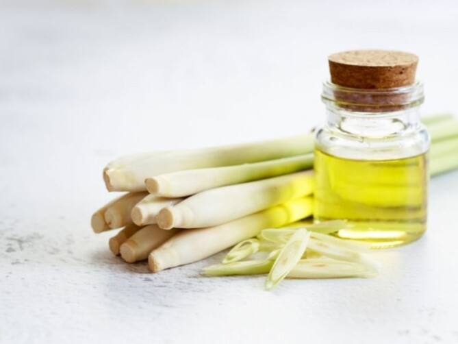 Starten met bijen houden | Zelf bijen houden hoe doe je dat?