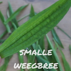 smalle weegbree