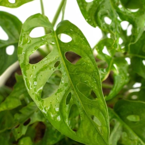 swiss cheese plant