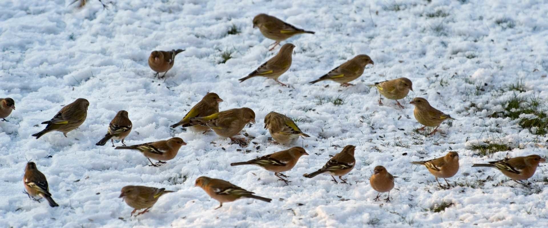 Vogels bijvoeren in de winter, 10 tips